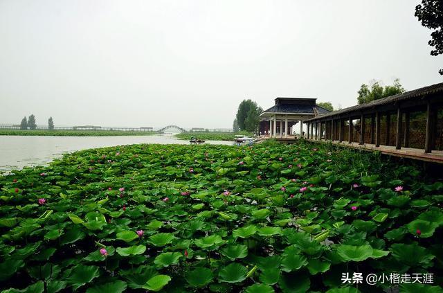 济宁民间故事之微山湖的传说